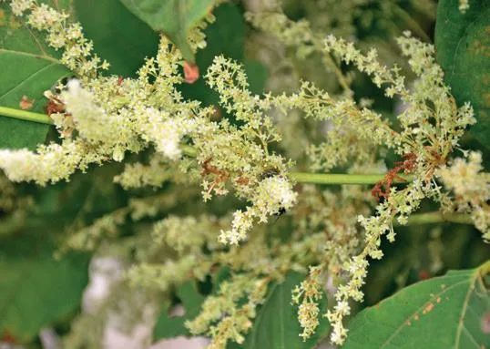鹽膚木是蜜源植物嗎（鹽膚木的花期時間）