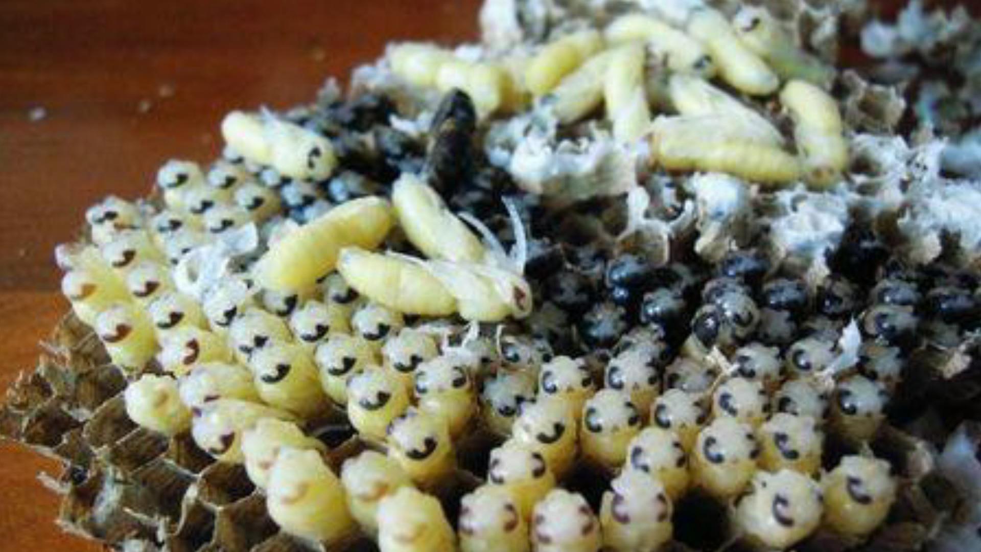 什么是蜂蛹?。ǚ溆疾≡趺粗委煟?></a> </div>
        <div   id=