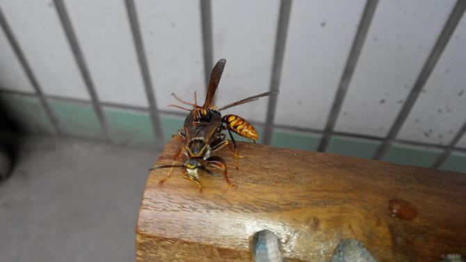 被一只馬蜂蟄了有事嗎？要不要緊？怎么辦(關(guān)鍵看是否過(guò)敏體質(zhì))