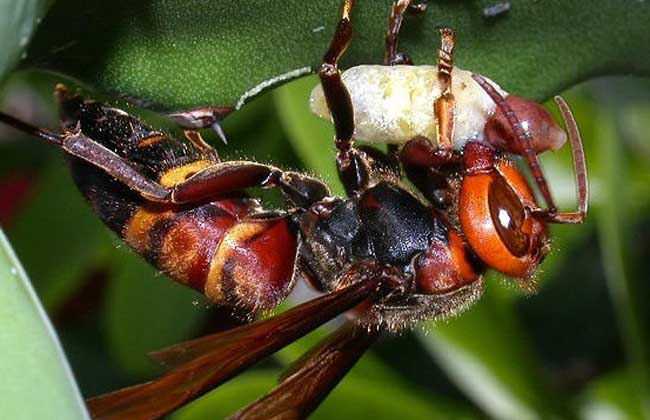 虎頭蜂最怕什么東西？(氣味、農(nóng)藥、動物等)