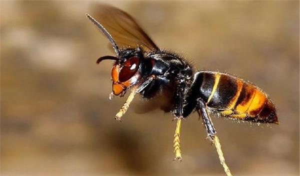 牛角蜂最怕什么（牛角蜂怎么安全驅趕）
