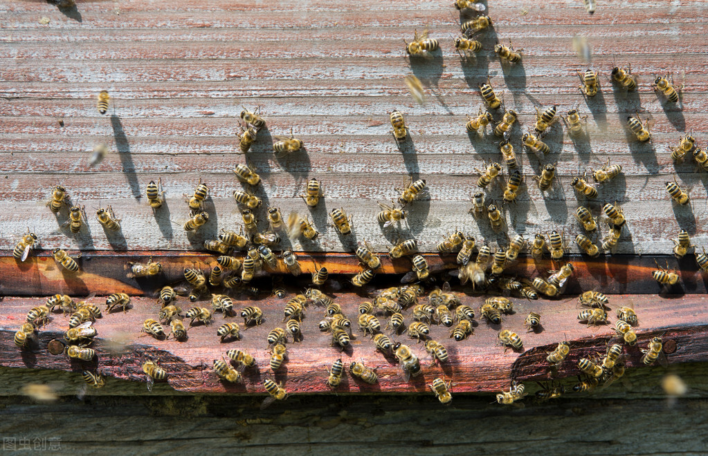新手養(yǎng)蜂入門技術(shù)(基本常識和技術(shù)講解)