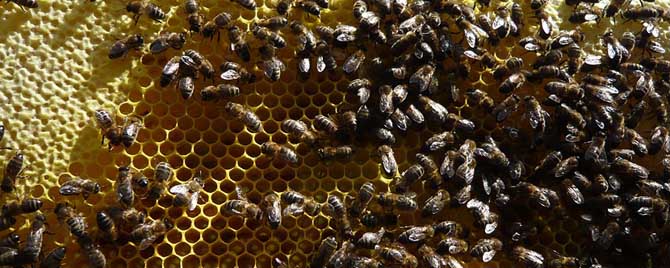 秋后意蜂喂糖時(shí)機(jī)（蜜蜂秋天幾天喂一次糖）