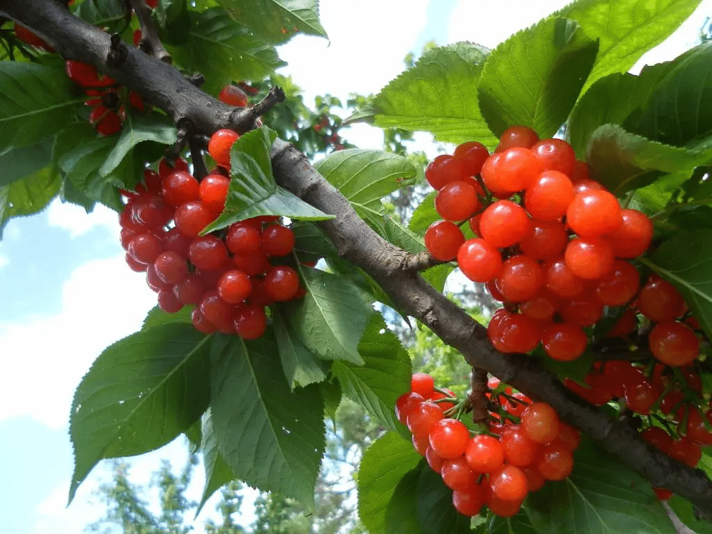 櫻桃多少錢一斤（櫻桃成本利潤和價(jià)格）